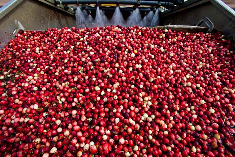 cranberries
