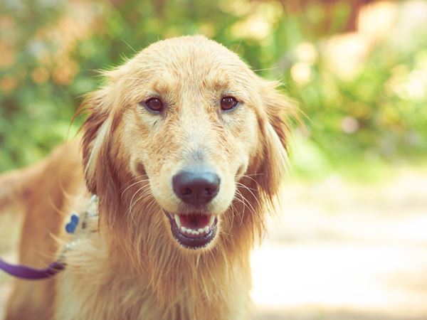 Golden Retriever Dog at Resort in the Northwoods