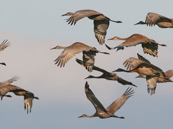 Flock of Cranes