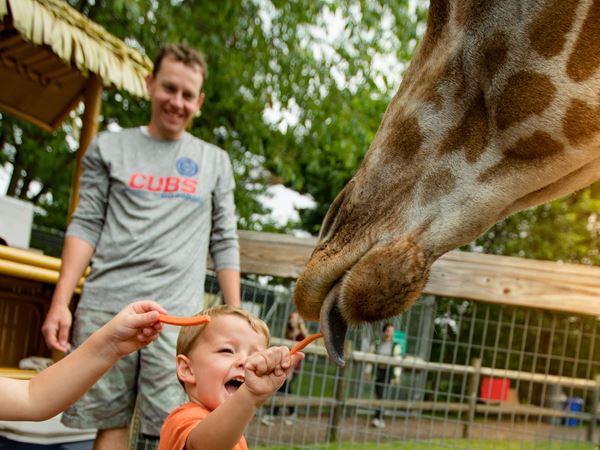 Zoos-041 Children Feeding Giraffe